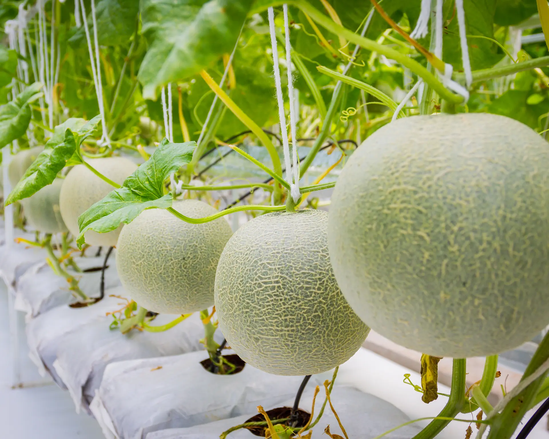 ฟาร์มเมล่อนออร์แกนิก พระโขนง กรุงเทพ