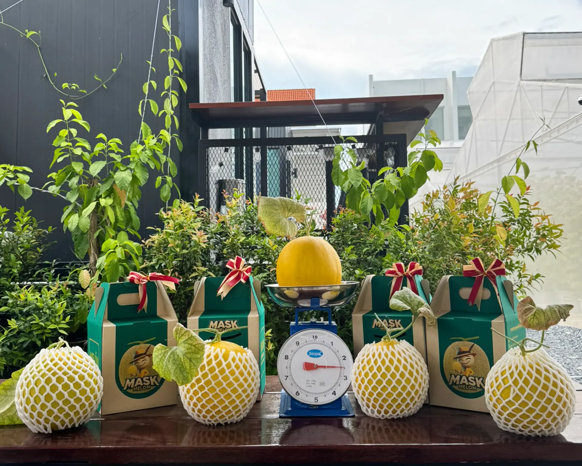 เมล่อน Mask Melon กล่องของขวัญ พร้อมส่ง ออร์แกนิก